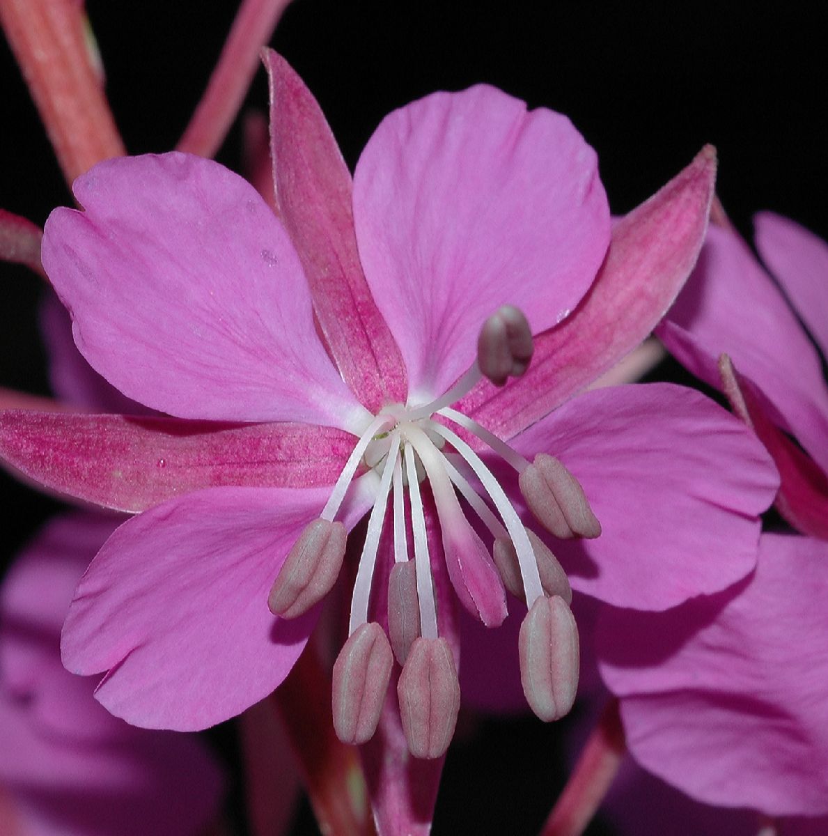 Onagraceae Epilobium angustifolium