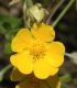 image of Potentilla repens