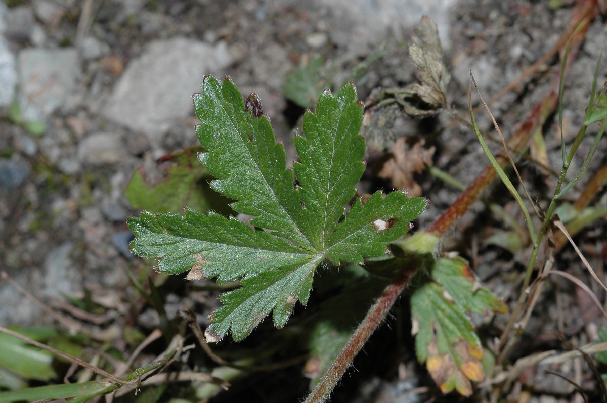 Rosaceae Potentilla repens