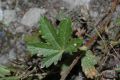 image of Potentilla repens