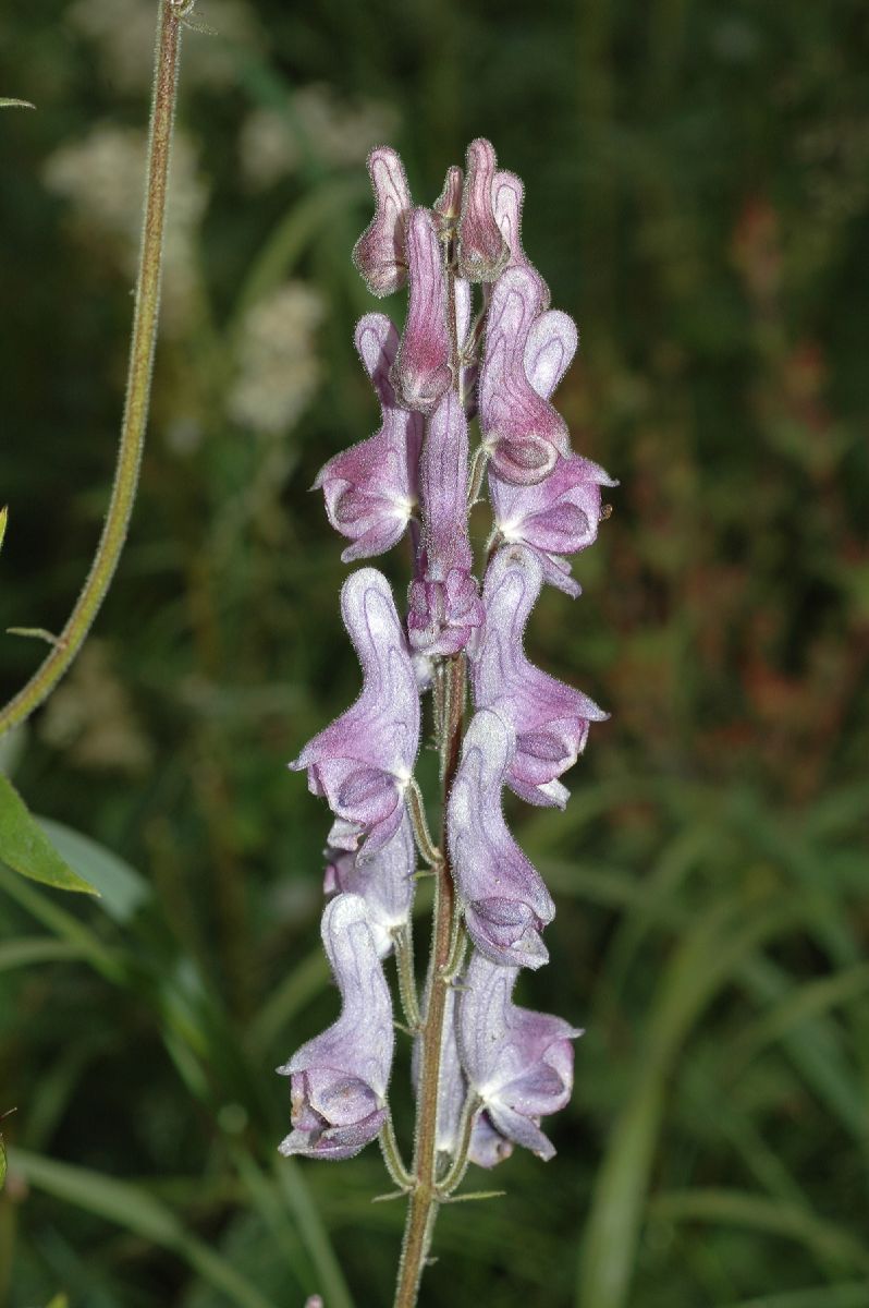 Ranunculaceae Aconitum septrionale