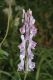 image of Aconitum septrionale