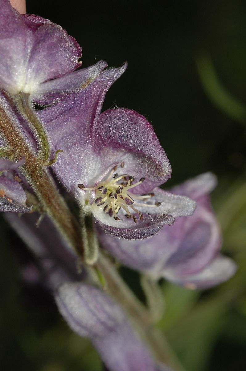 Ranunculaceae Aconitum septrionale