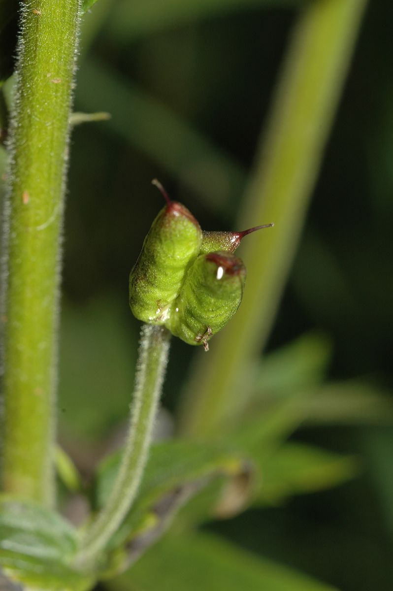 Ranunculaceae Aconitum septrionale