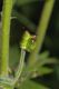 image of Aconitum septrionale