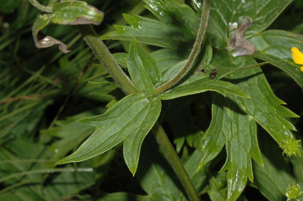 Ranunculaceae Aconitum septrionale