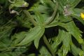 image of Aconitum septrionale