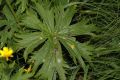image of Aconitum septrionale