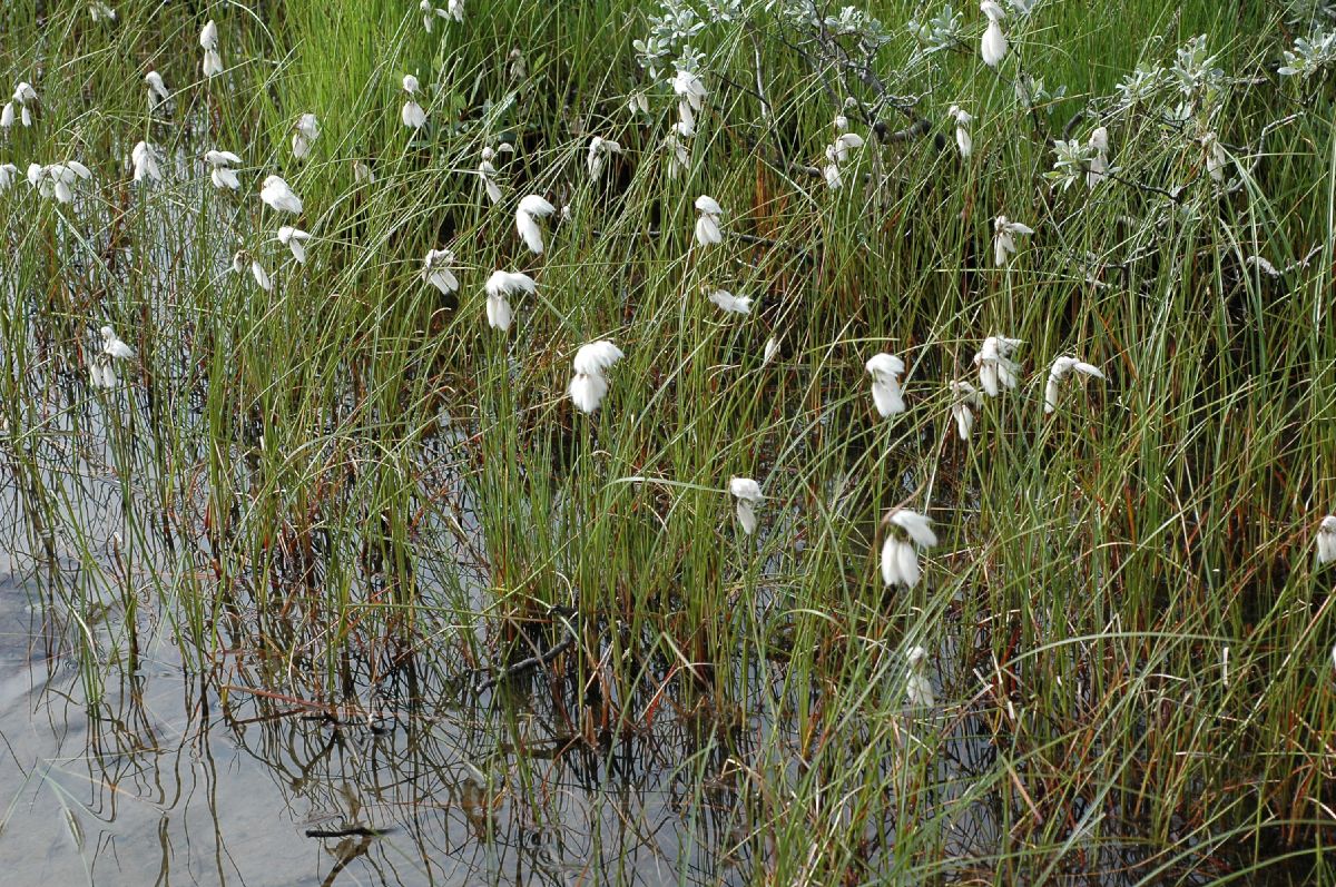 Cyperaceae Eriophorum 