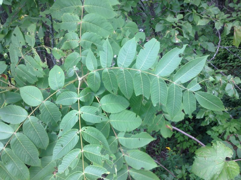 Juglandaceae Juglans cinerea