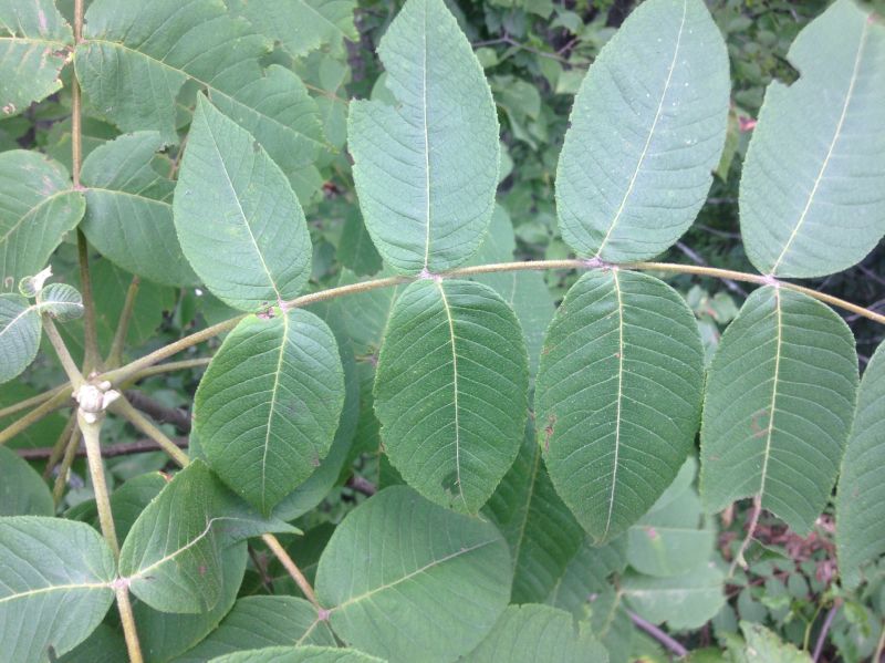 Juglandaceae Juglans cinerea