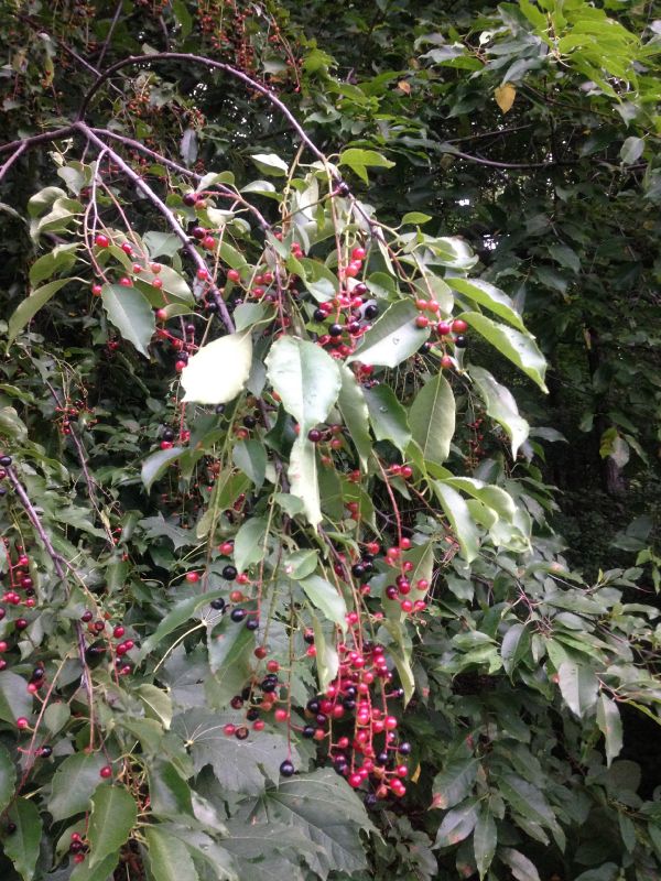 Rosaceae Prunus serotina