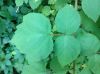 image of Rubus phoenicolasius