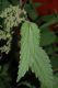 image of Urtica dioica