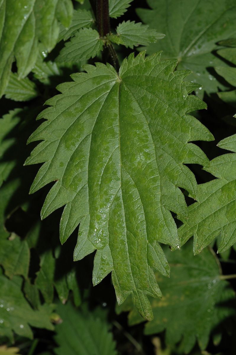 Urticaceae Urtica dioica
