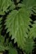 image of Urtica dioica