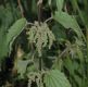 image of Urtica dioica