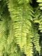 image of Nephrolepis exaltatus