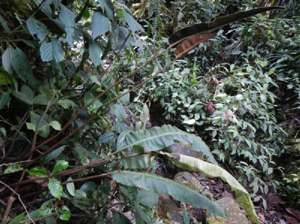 Dryopteridaceae Elaphoglossum bakeri