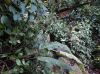 image of Elaphoglossum bakeri