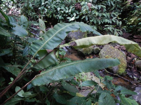 Dryopteridaceae Elaphoglossum bakeri