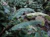 image of Elaphoglossum bakeri