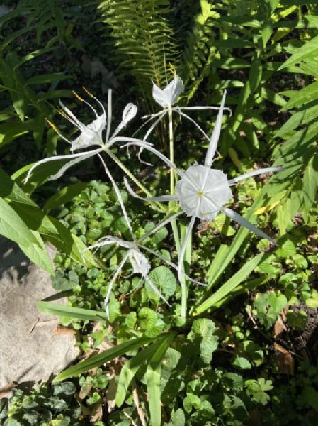 Amaryllidaceae Hymenocallis caroliniana