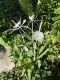 image of Hymenocallis caroliniana