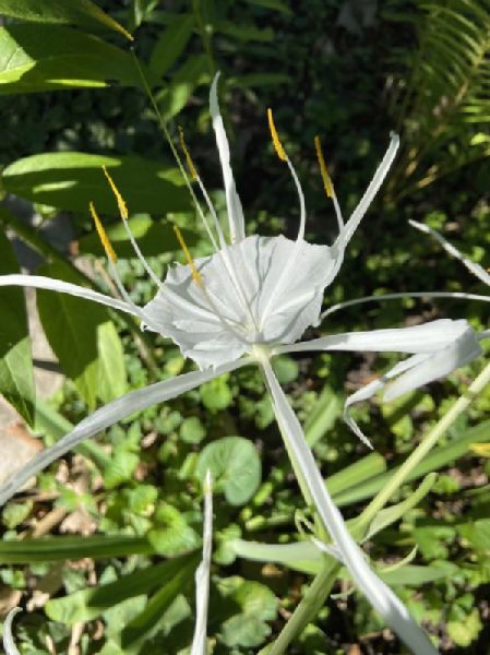 Amaryllidaceae Hymenocallis caroliniana
