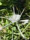 image of Hymenocallis caroliniana