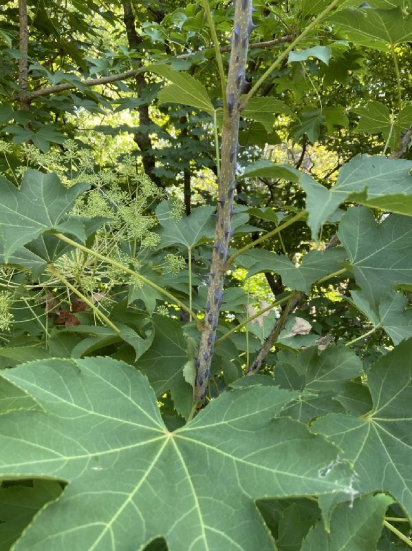 Araliaceae Kalopanax septemlobus
