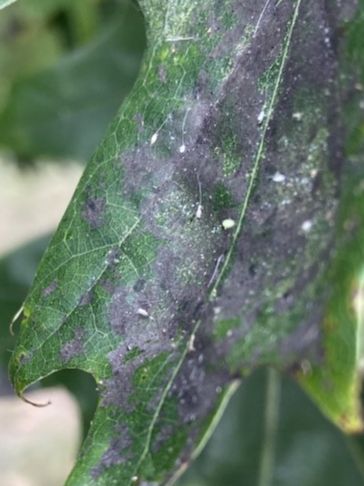 Chrysopidae Chrysopa 