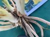 image of Hemerocallis fulva