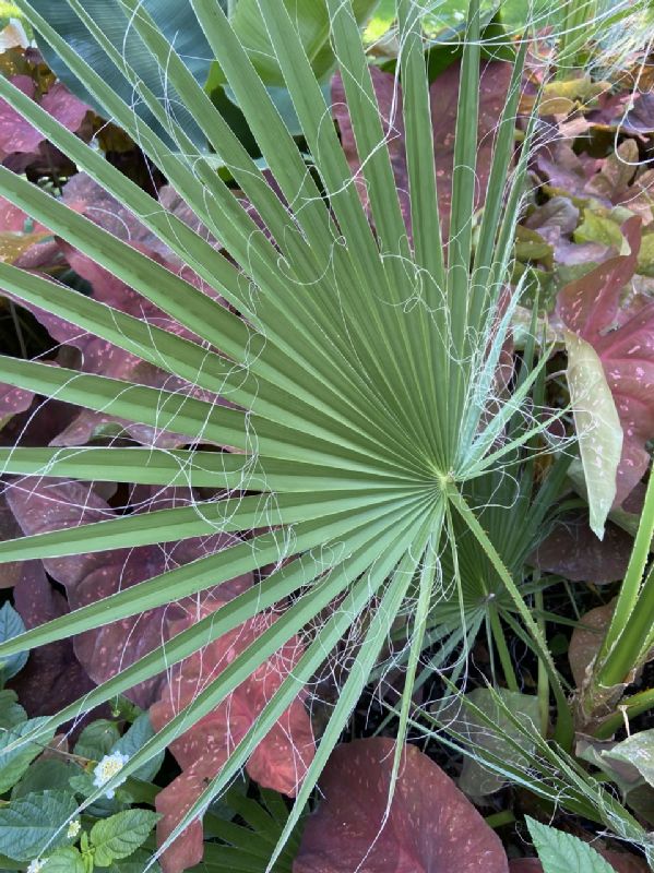 Arecaceae Serenoa repens
