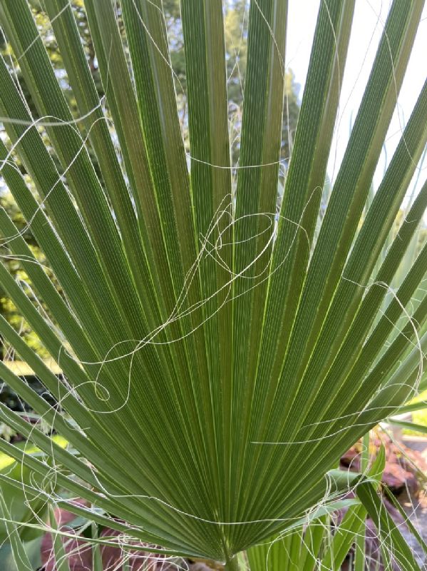 Arecaceae Serenoa repens