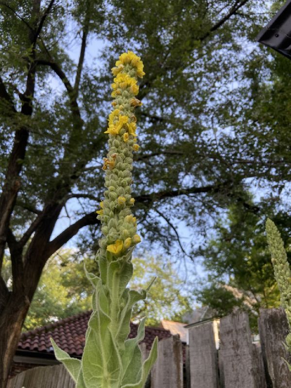 Scrophulariaceae Verbascum thaspus
