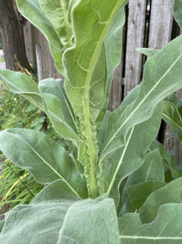 Scrophulariaceae Verbascum thaspus