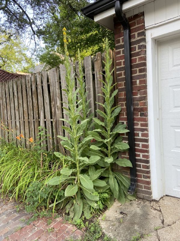 Scrophulariaceae Verbascum thaspus