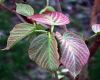 image of Acer distylum