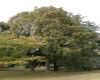 image of Acer heldreichii