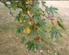 image of Acer heldreichii