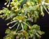 image of Acer pseudoplatanus