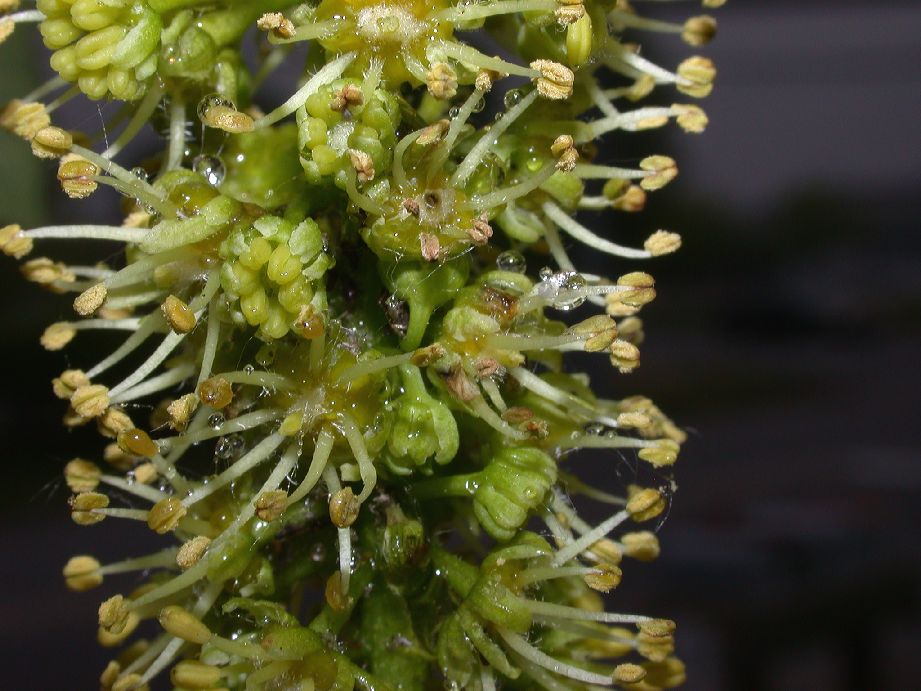 Aceraceae Acer pseudoplatanus