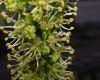 image of Acer pseudoplatanus