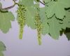 image of Acer pseudoplatanus