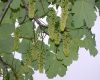 image of Acer pseudoplatanus