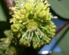 image of Acer pseudoplatanus