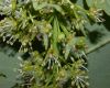 image of Acer pseudoplatanus