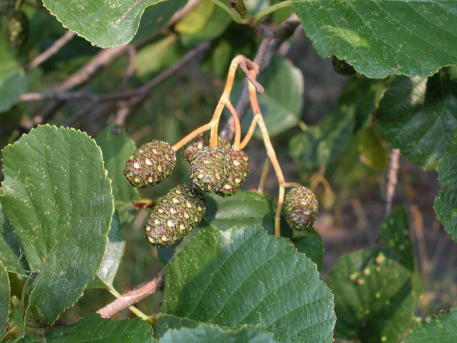 Betulaceae Alnus glutinosa