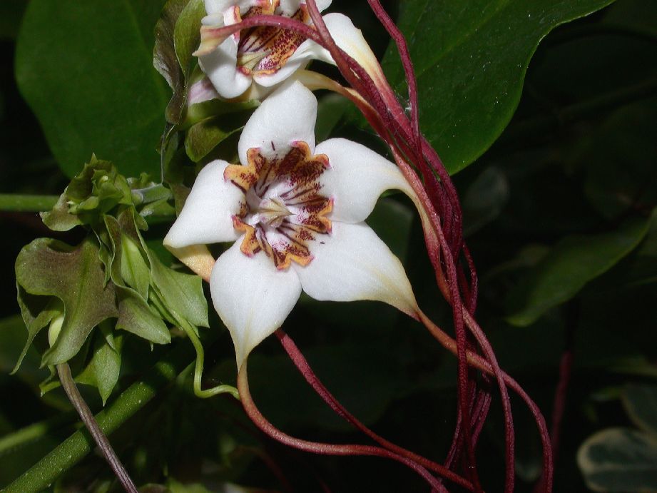 Apocynaceae Strophanthus preussii